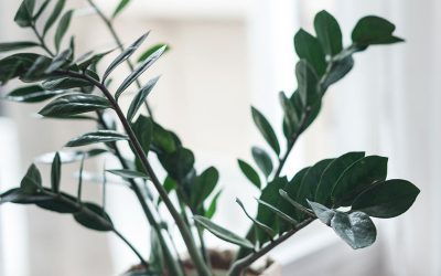 Blog 1